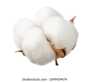 Ripe Cotton Boll Isolated On The White Background