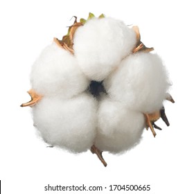 Ripe Cotton Boll Isolated On The White Background, Top View