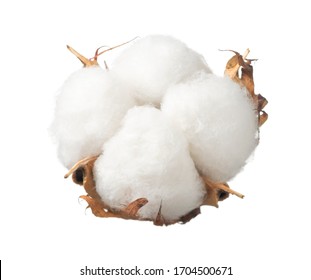 Ripe Cotton Boll Isolated On The White Background