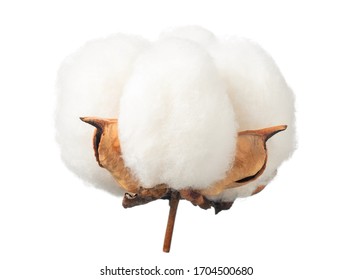 Ripe Cotton Boll Isolated On The White Background