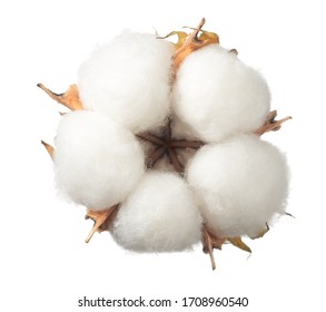 Ripe Cotton Boll Isolated On The White Background, Top View