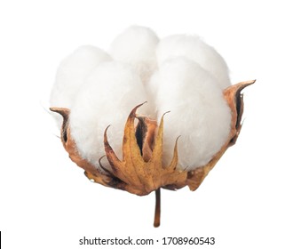 Ripe Cotton Boll Isolated On The White Background