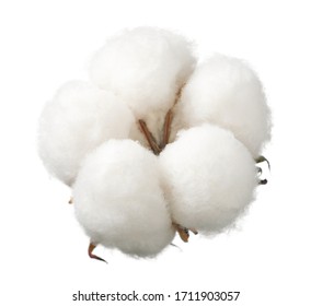 Ripe Cotton Boll Isolated On The White Background