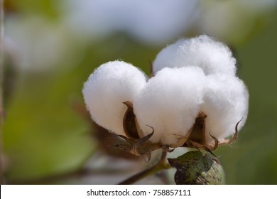 Ripe Cotton Seed Pods On The Cotton Plant