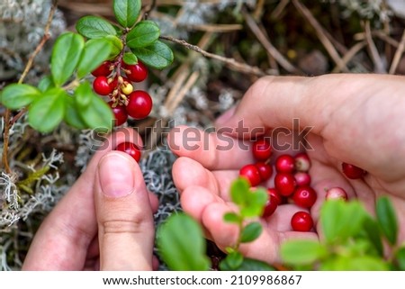 Ripe cranberries. Red juicy cranberries on a green bush in a sunny forest. Women's hands picking lingonberries