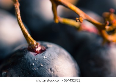 ripe dark grape close up. wooden background