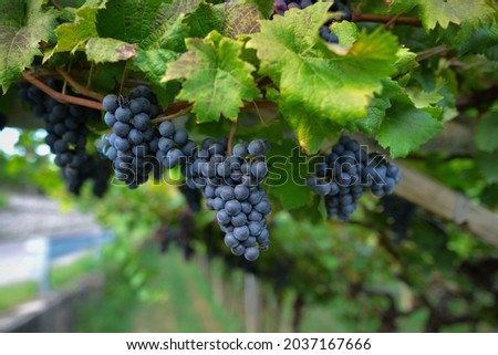 Ripe dark grapes for wine on a vine with green foliage in an Italian vineyard garden in an autumn sunny day. Harvest of juicy grapes, close-up, copy space and soft focus background