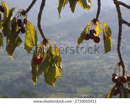 Ripe and developing cherries hanging from the branches of a cherry tree (Guijo de Santa Bárbara, Extremadura, Spain) (28.07.2014) (28th July 2014)