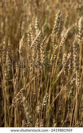 a ripe, dry ears of wheat awaits harvest