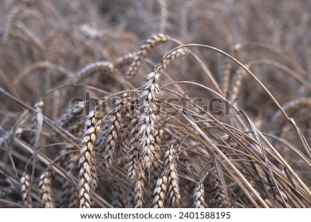 ripe and dry ears of wheat in summer field before harvesting