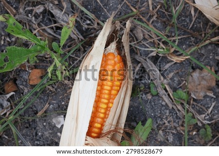 Ripe Ear of Corn With Husk Partially Removed Lying on Soil Among Weeds