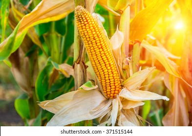 Ripe Ear Of Corn On The Field