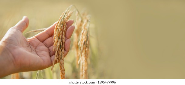 Ripe Ear Of Rice On Woman Hand For Banner With Copy Space.