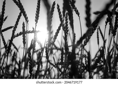 Ripe ears of corn in backlight, photographed as a silhouette during a sunset. - Powered by Shutterstock