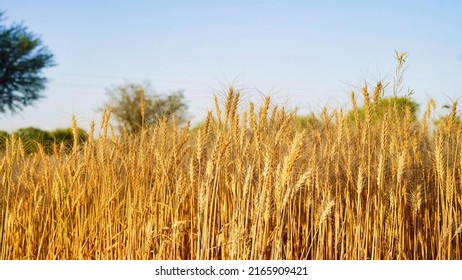 Ripe Ears Of Gold Field On The Sunset Cloudy Orange Sky Background. . Concept Of A Rich Harvest. Agriculture Image