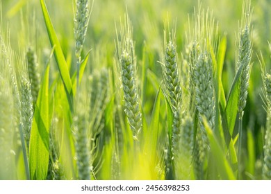 Ripe ears of meadow wheat field. Ears of green wheat close up. - Powered by Shutterstock