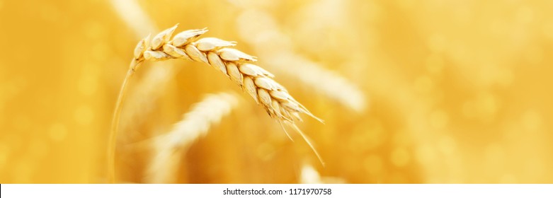 Ripe ears of rye in field during harvest. Agriculture summer landscape. Rural scene. Macro. Panoramic image. Copy space for your text