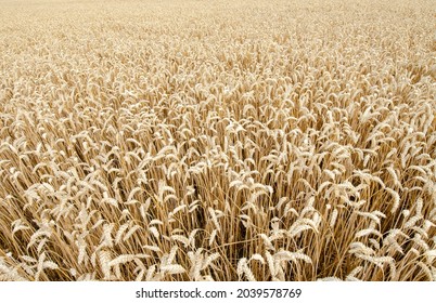 Ripe ears of wheat. Close-up. Cereal crop is ready for picking.
