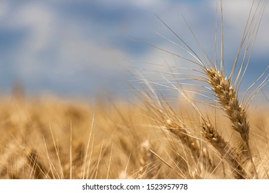 Ripe ears of wheat close-up on a background of blurred field and sky - Shutterstock ID 1523957978