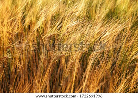 Similar – Beach grass at the Baltic Sea beach