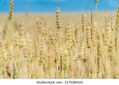 Ripe Ears Of Wheat In A Sunny Summer  Field. World Food Security Concept. 