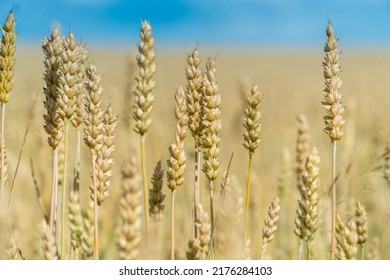 Ripe Ears Of Wheat In A Sunny Summer  Field. World Food Security Concept. 