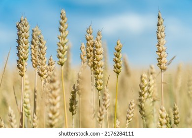 Ripe Ears Of Wheat In A Sunny Summer  Field. World Food Security Concept. 