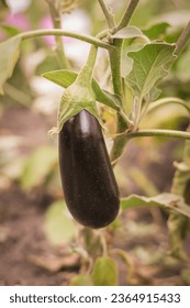 Ripe eggplant in the garden bed. Fresh harvest. - Shutterstock ID 2364915433