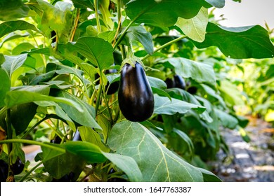 Ripe eggplants growing in the garden. Aubergine eggplant plants in greenhouse with high technology farming. Agricultural Greenhouse with Aubergine vegetables
