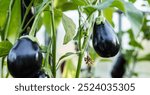 Ripe eggplants hanging from a plant in a greenhouse. The eggplants are dark purple and smooth, and they are growing vertically on a vine.