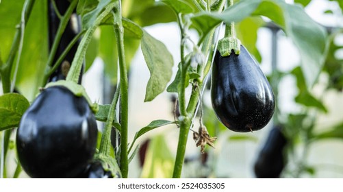 Ripe eggplants hanging from a plant in a greenhouse. The eggplants are dark purple and smooth, and they are growing vertically on a vine. - Powered by Shutterstock