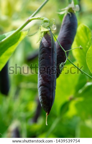 Similar – eggplants Food Vegetable