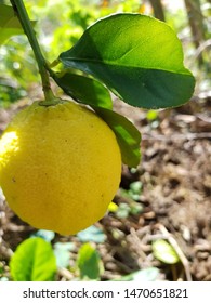 A Ripe Eureka Lemon On A Tree.