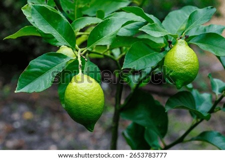 A ripe Eureka lemon on a tree.