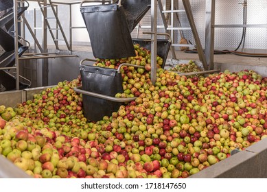 Ripe Fall Apples In A Container, Ready To Squeeze Apple Juice