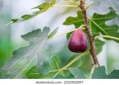 ripe fig fruit hanging on the branch of fig tree in greenhouse plantation