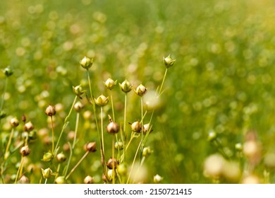 ripe flax harvest in the summer, agricultural activities for the cultivation of flax for the production of linseed oil and fabric