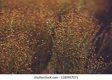 Ripe Flax (Linum Usitatissimum) Or Linseed Plants In Field, Selective Focus