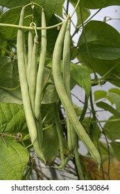 Ripe French Green Beans Growing On Vines