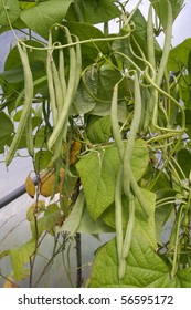 Ripe French Green Beans Growing On Vines