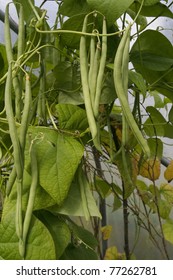 Ripe French Green Beans Growing On Vines