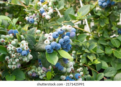 A ripe, fresh blueberry grows on a bush in the garden and a bunch hangs down.The concept of harvest, agriculture, berry, farming, market, sales. High quality photo . - Powered by Shutterstock