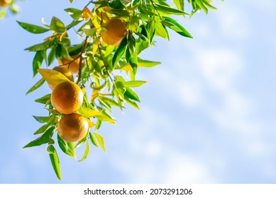 Ripe of fresh juicy orange mandarin in greenery on tree branches.  Natural outdoor food background. Tangerine sunny garden with green leaves and citrus fruits. - Shutterstock ID 2073291206