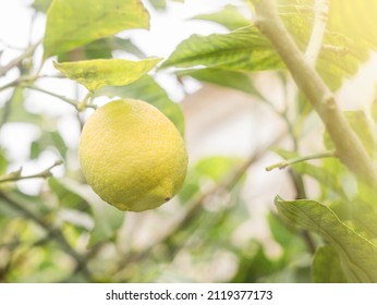 Ripe Fresh Lemon Hangs On Tree Branch In Sunshine. Closeup.