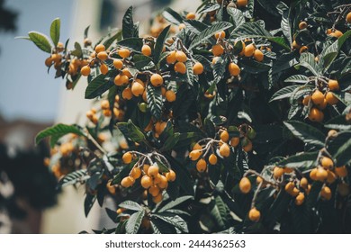 Ripe and fresh loquat. Ripe medlars on tree, healthy fresh orange summer loquat fruit. - Powered by Shutterstock