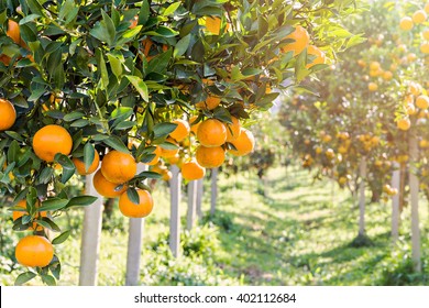 Ripe and fresh oranges hanging on branch, orange orchard