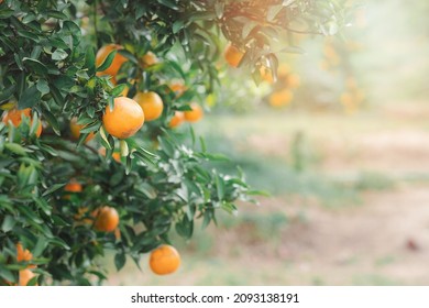 Ripe and fresh tangerine oranges hanging on branch, orange orchard. Bunch of ripe oranges hanging on a tree.