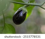 The ripe fruit of a Black Beauty eggplant growing in a summer garden.