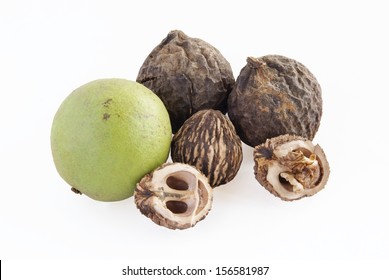 Ripe Fruit Of Black Walnut Tree