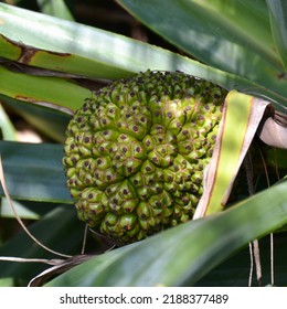 Ripe Fruit Or Nut In A Green Pandanus Palm In Noosa In Queensland